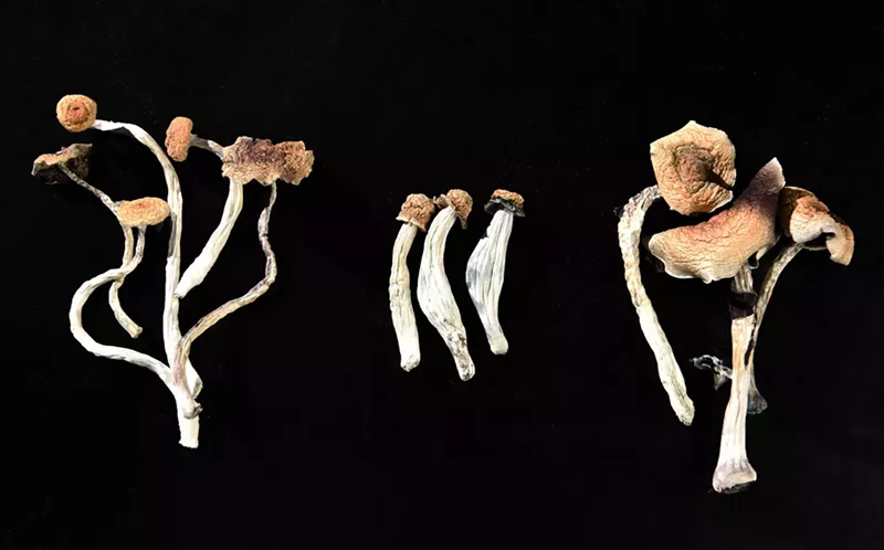 Everything You Should Know About Magic Mushrooms Ahead of Denver Ballot  Question | Westword