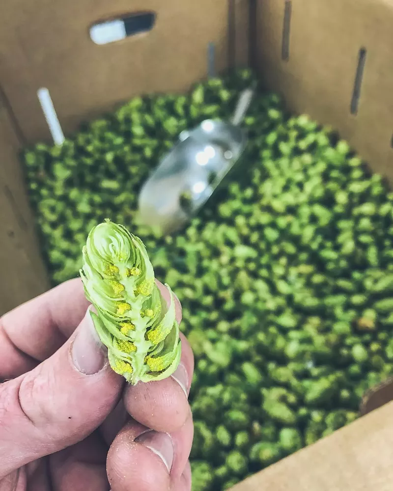 New Image Brewing Takes Fresh Hops to Another Level Westword