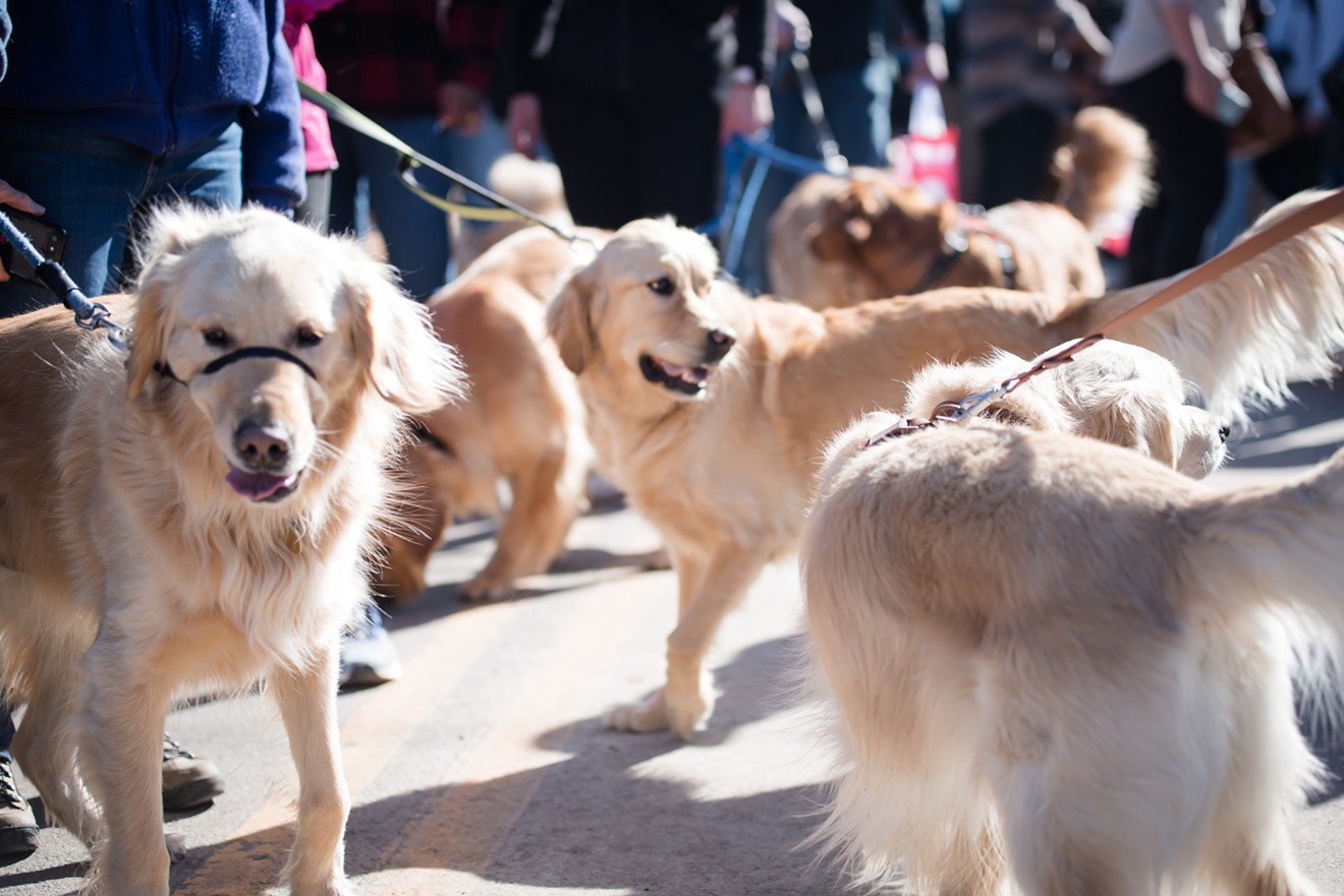 The third Goldens in Golden was a golden opportunity to see about 3,000 very happy pups.