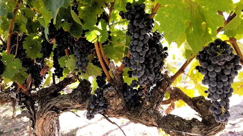 Colorado Natural Wine Week Brings Organic and Biodynamic Wines to Denver Westword