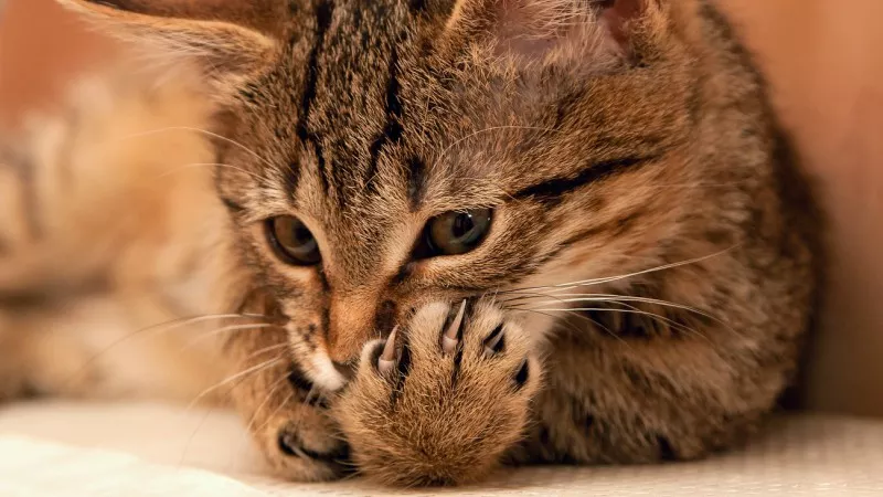 Animal Jackson Galaxy Supports Denver Cat Declawing Ban Westword