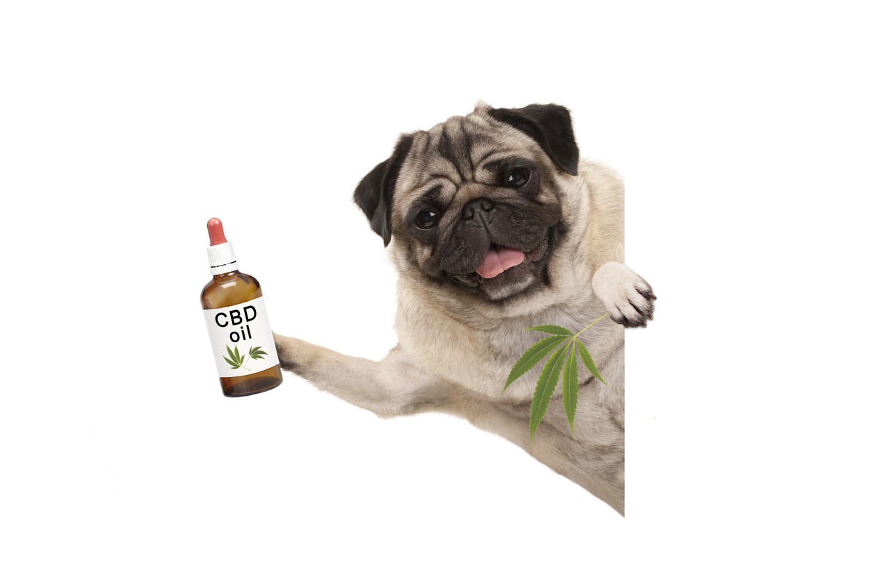 cbd edibles for dogs with anxiety