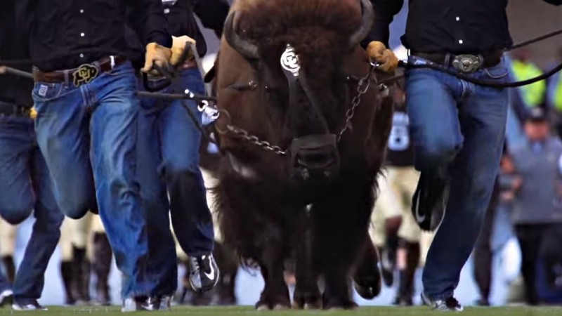 Why has Colorado's live buffalo Ralphie been making shorter runs?