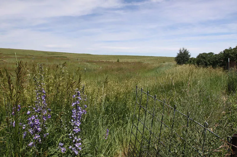 OpEd Beef Will Always Have a Place on My Menu. Here's Why. Westword