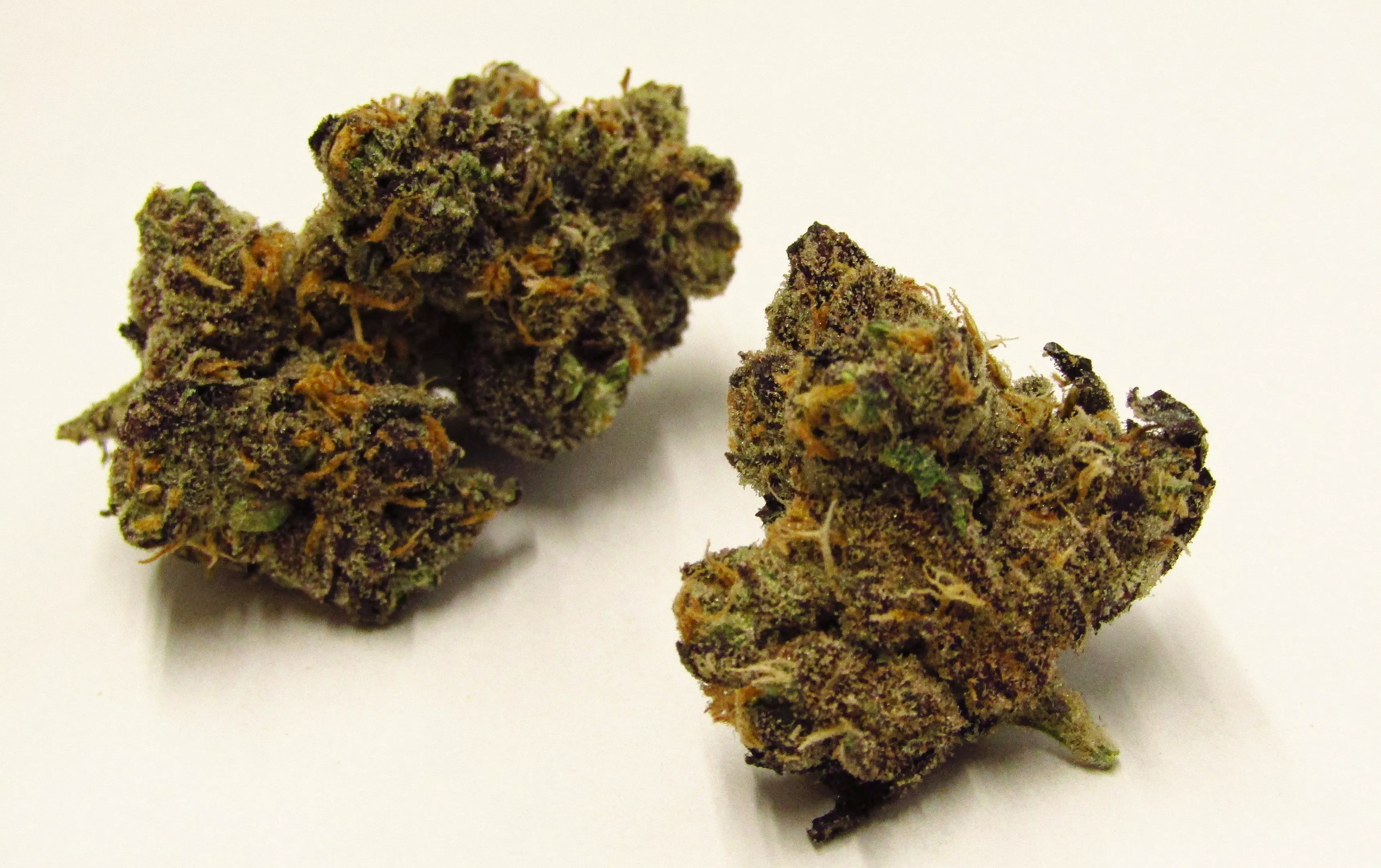 Spritzer Strain Review | Westword