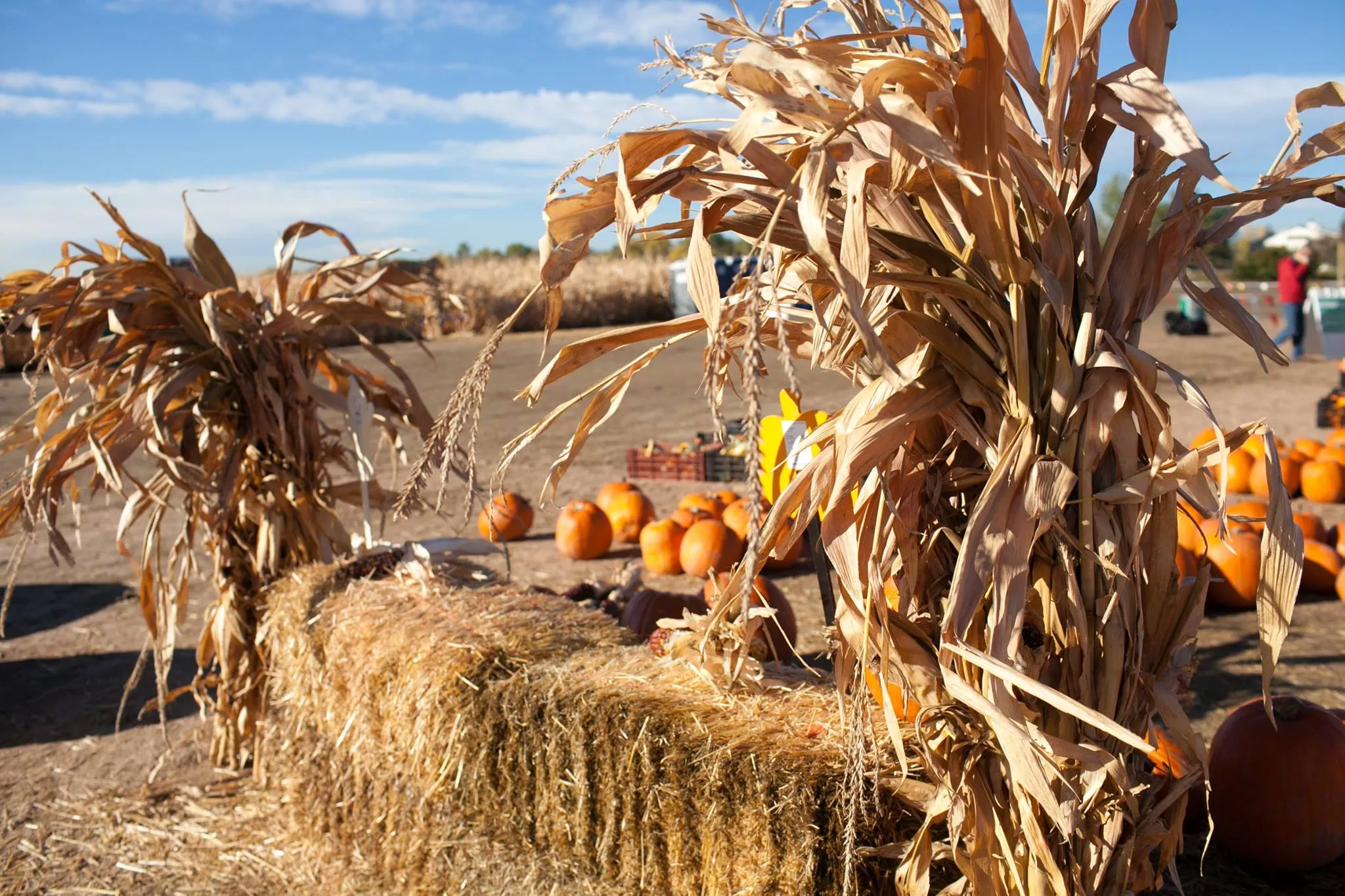 Maize in the City Northeast Denver Suburbs Attractions and