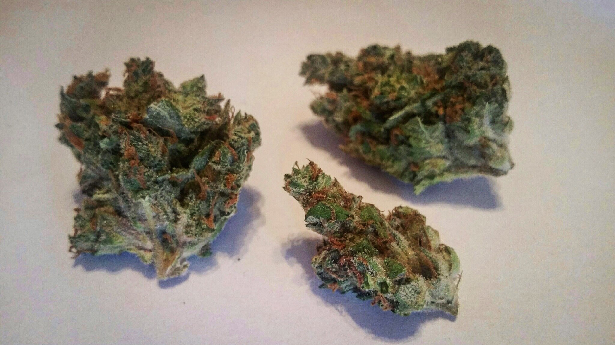 blueberry weed