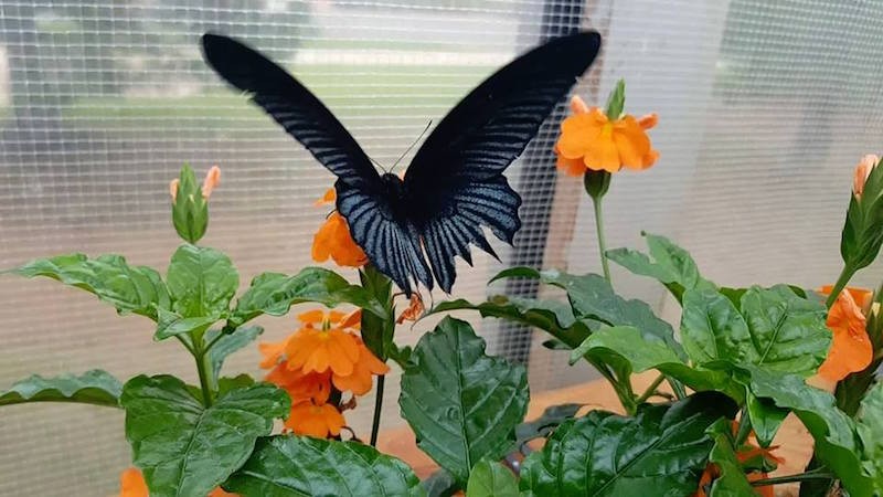 Frolic with butterflies for a fraction of the regular admission price at Butterfly Pavilion's $5 Day on Saturday, November 18.