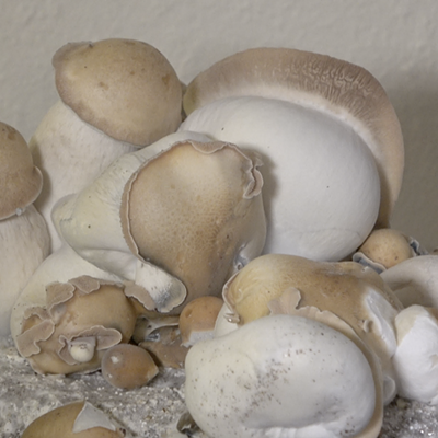 Colorado may become even trippier come November.