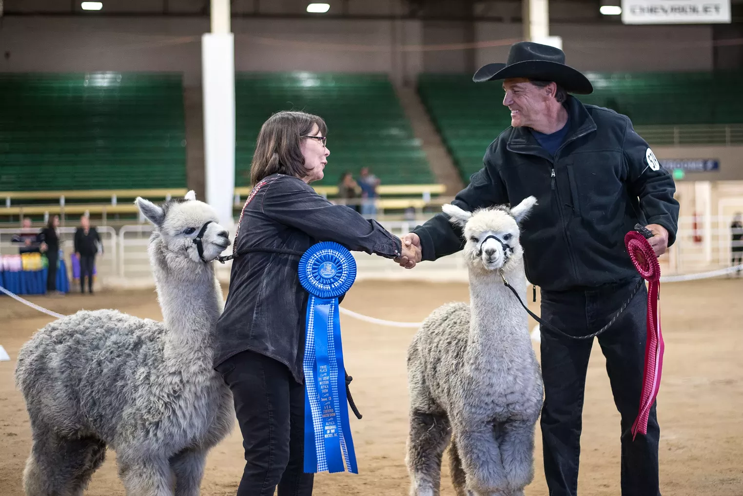 Photos Great Western Alpaca Show Is Back in Denver Westword