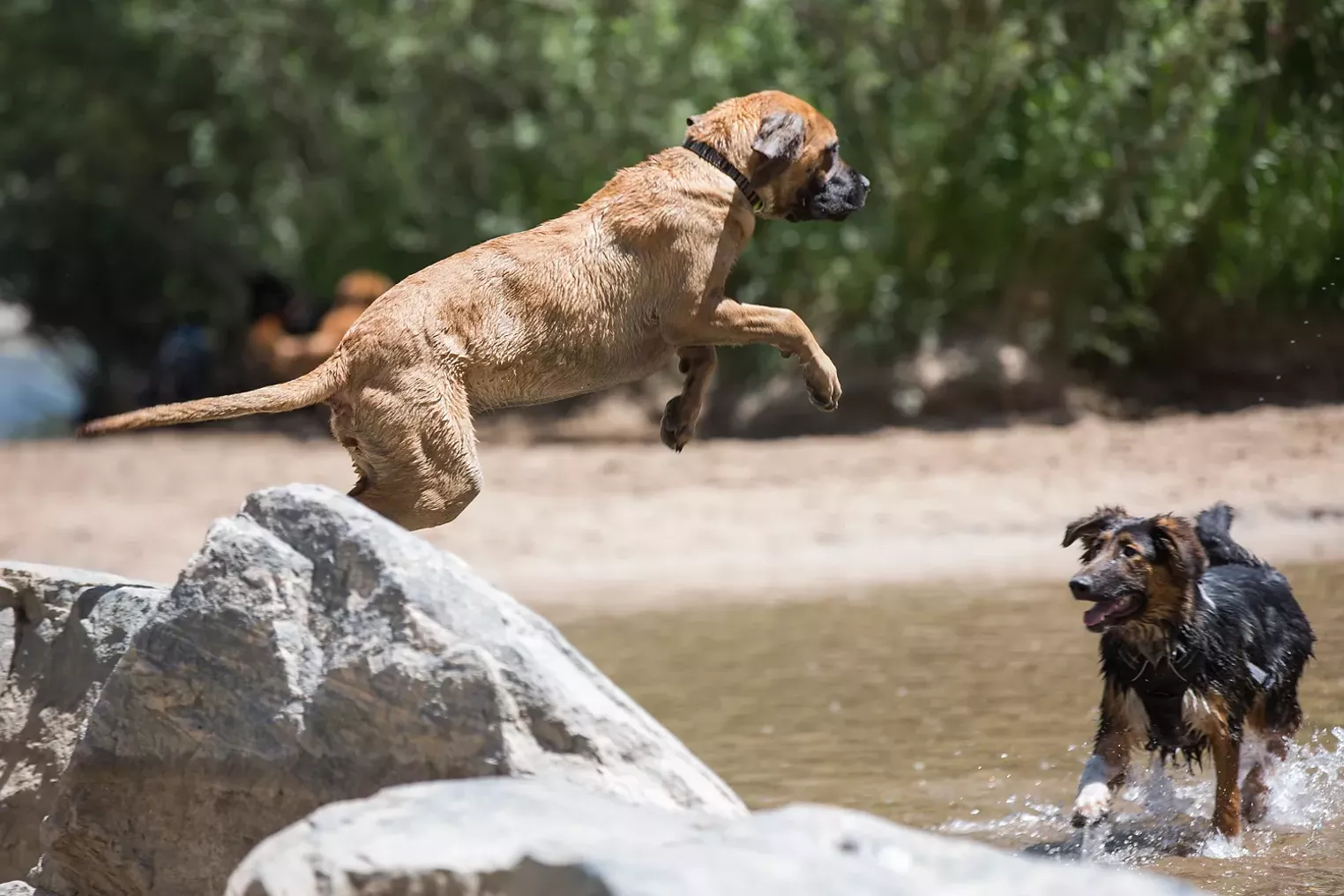 Saturday at Cherry Creek State Park Dog OffLeash Area Westword