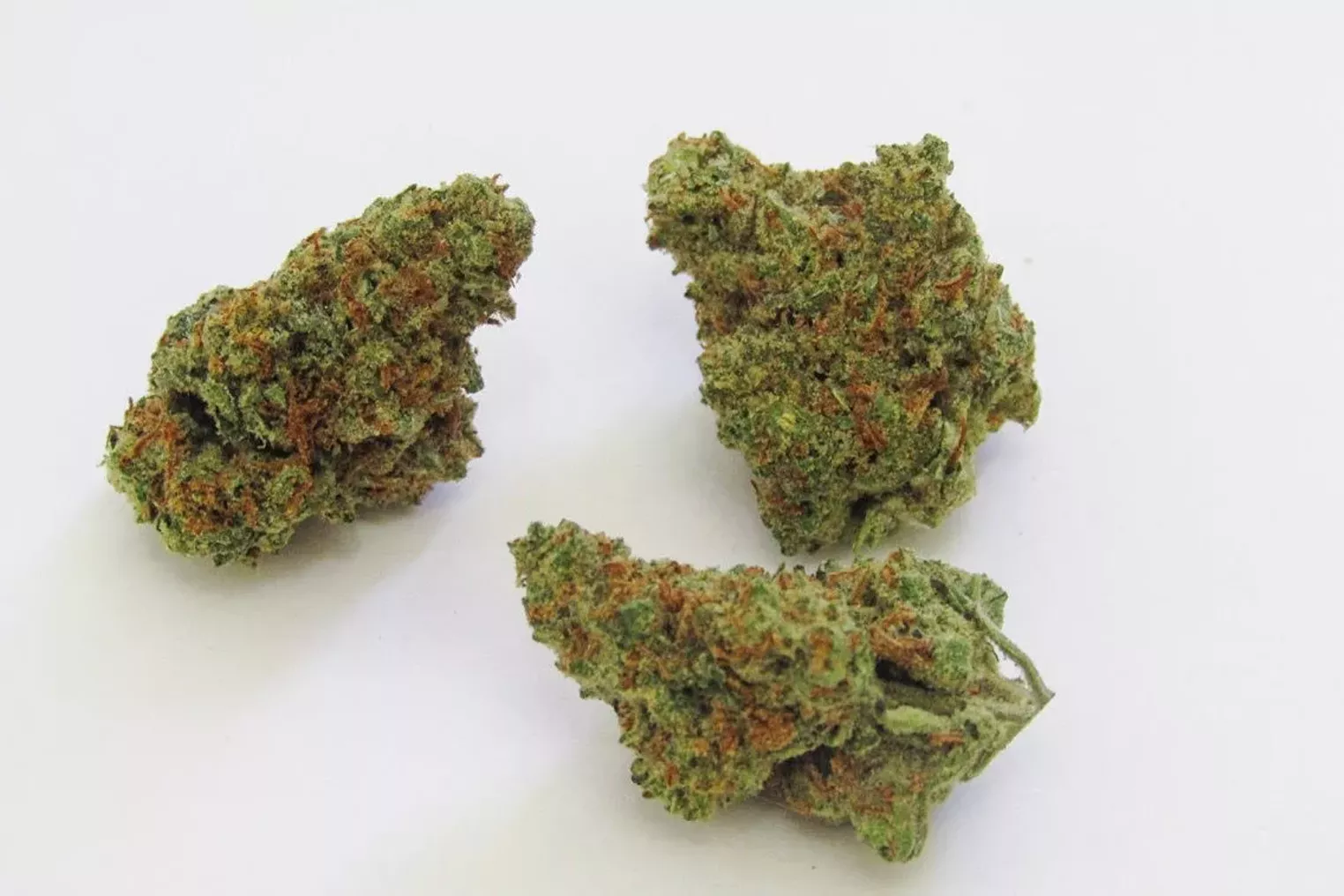 Sour Amnesia Why Colorado Tokers Love This Strain Westword
