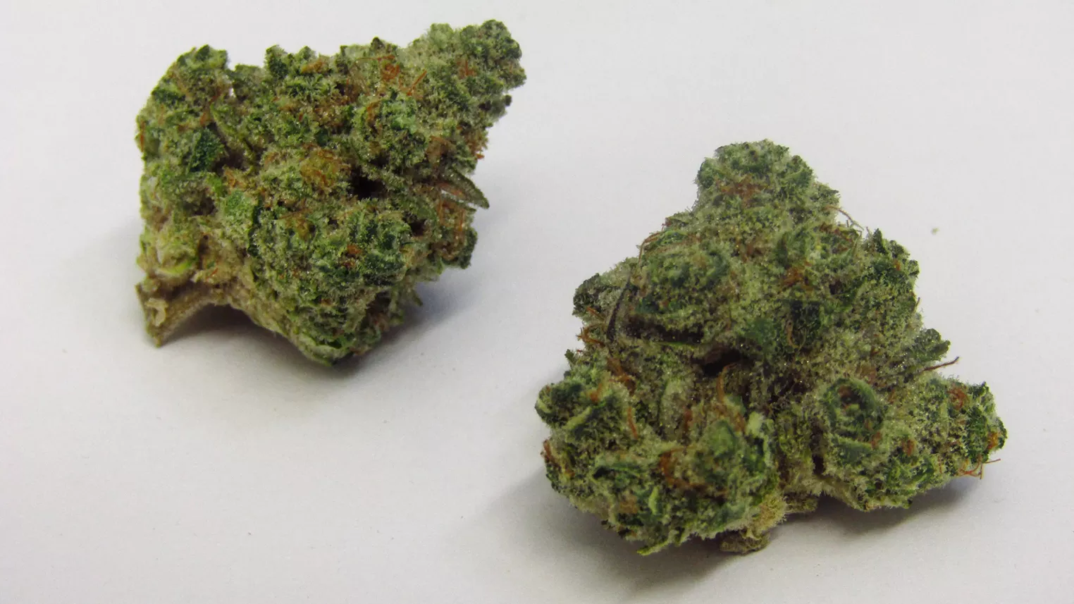 Sour Grapes Why Colorado Tokers Love This Strain Westword