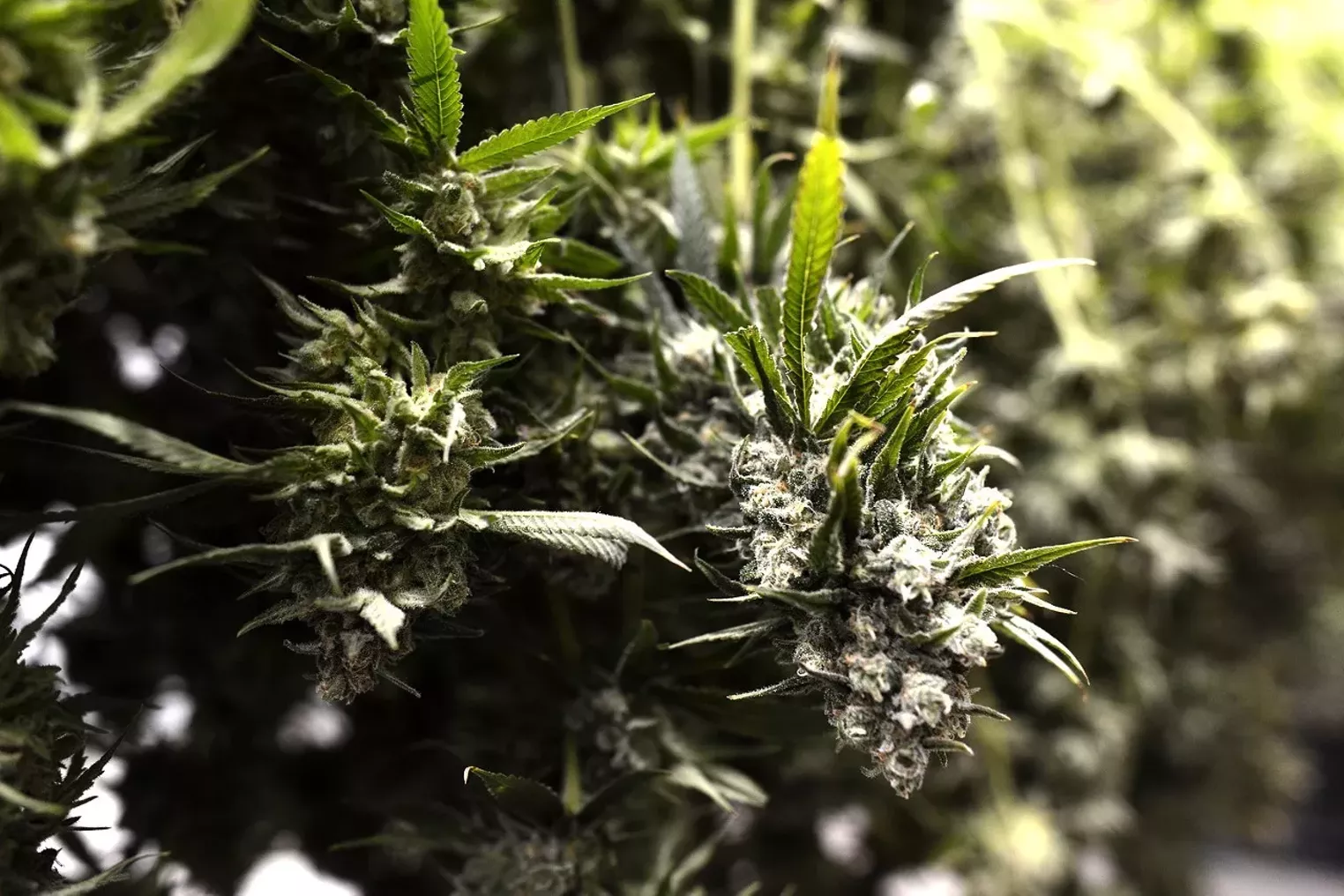 One Of Colorado s Largest Weed Producers Issues Mold Recall Westword