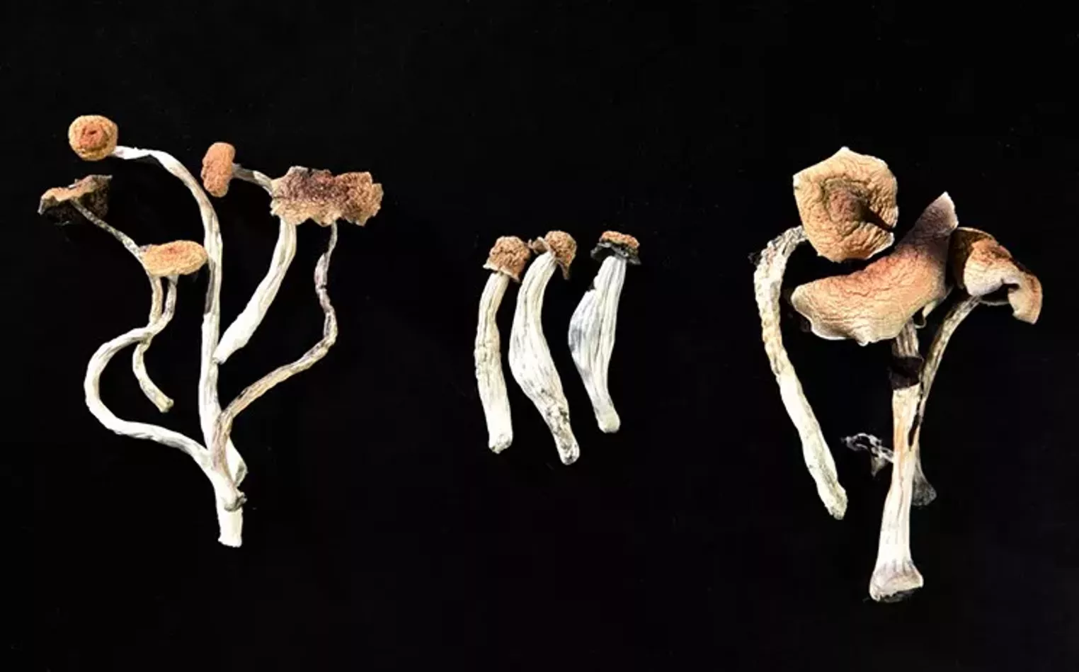 Denver Police Arrest Two Minors for Mushroom Possession Westword