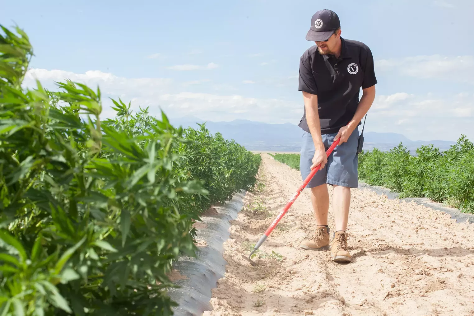 Colorado Launches Online Applications For Hemp Farming Westword