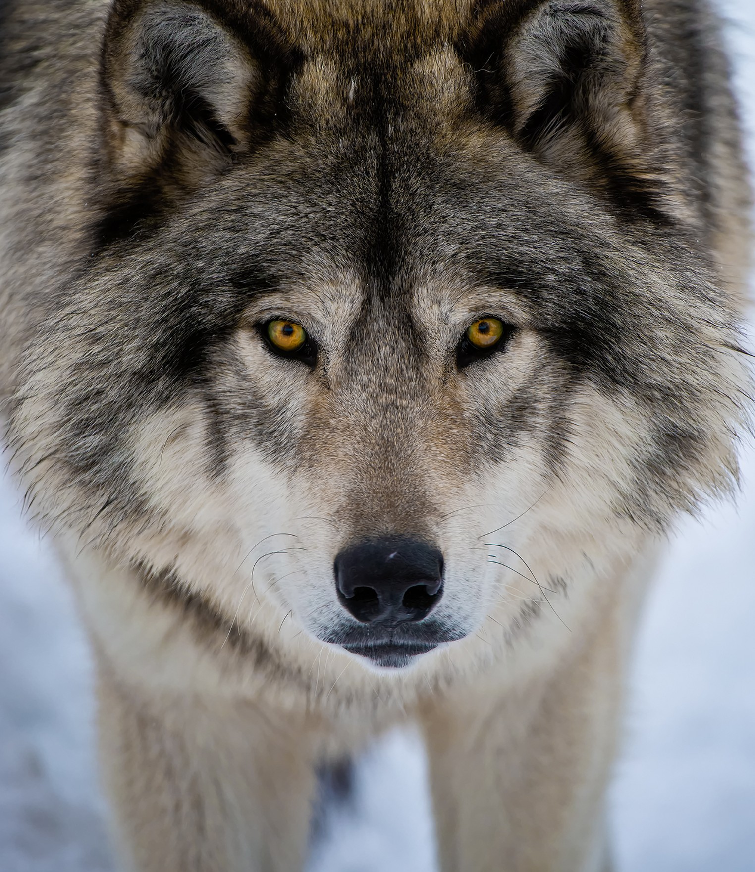 The Fight to Bring the Gray Wolf Back to Colorado | Westword