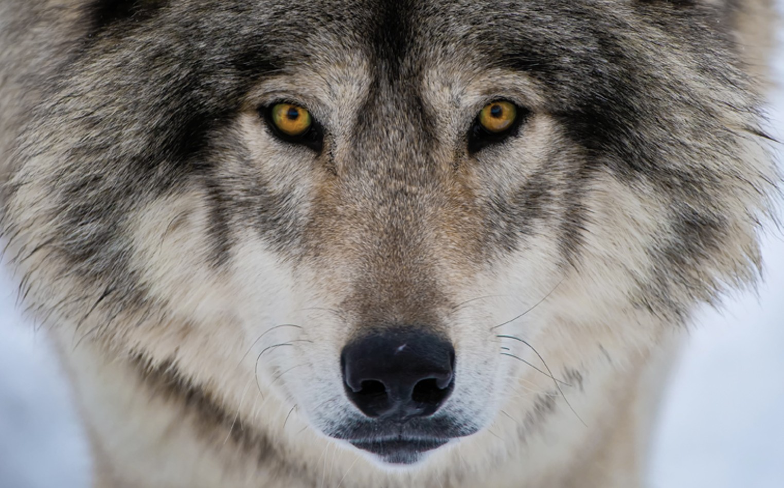 Op-Ed: The Rewards of Wolf Reintroduction | Westword