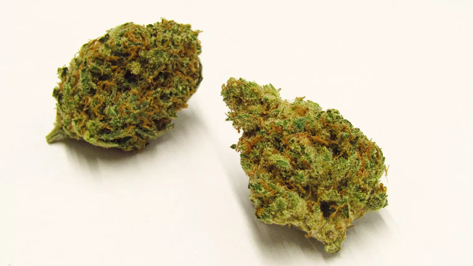 Mr. Clean Strain Profile Westword