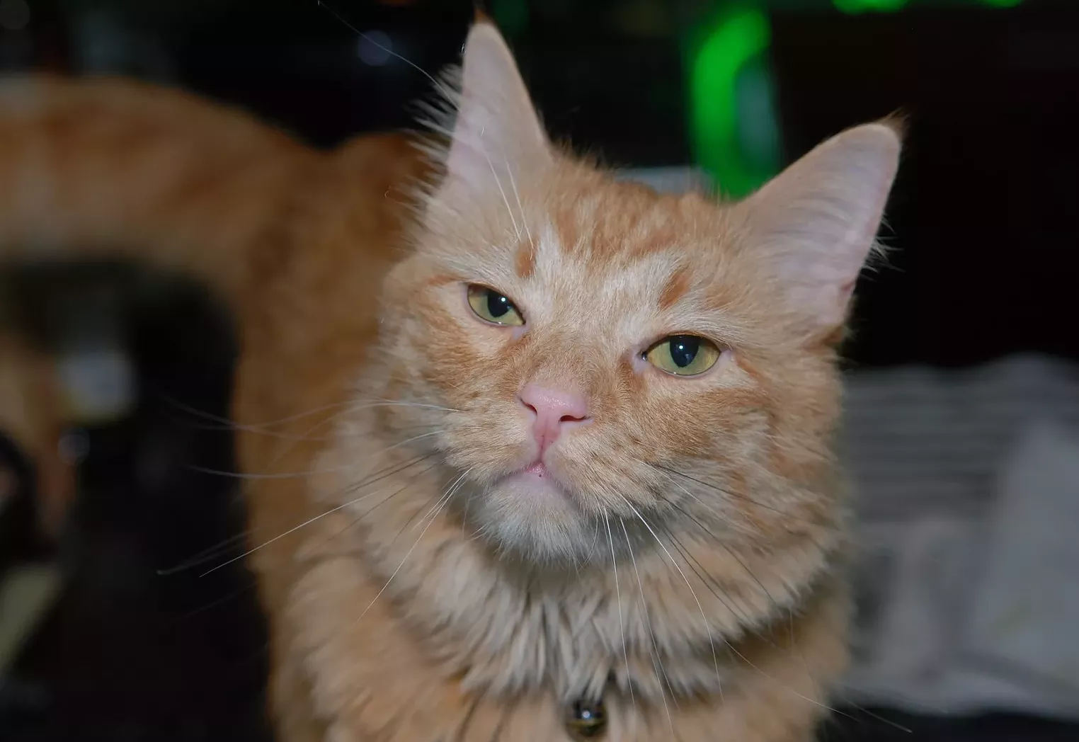 Is Catnip Basically Marijuana for Cats? Westword