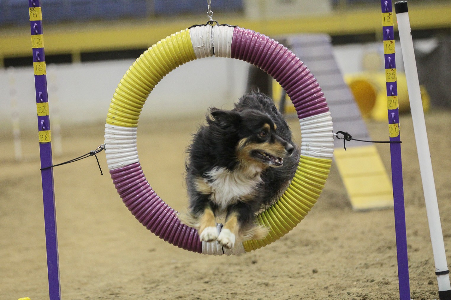 Look...Puppies! These Are the Dogs of the 115th Annual Colorado Dog