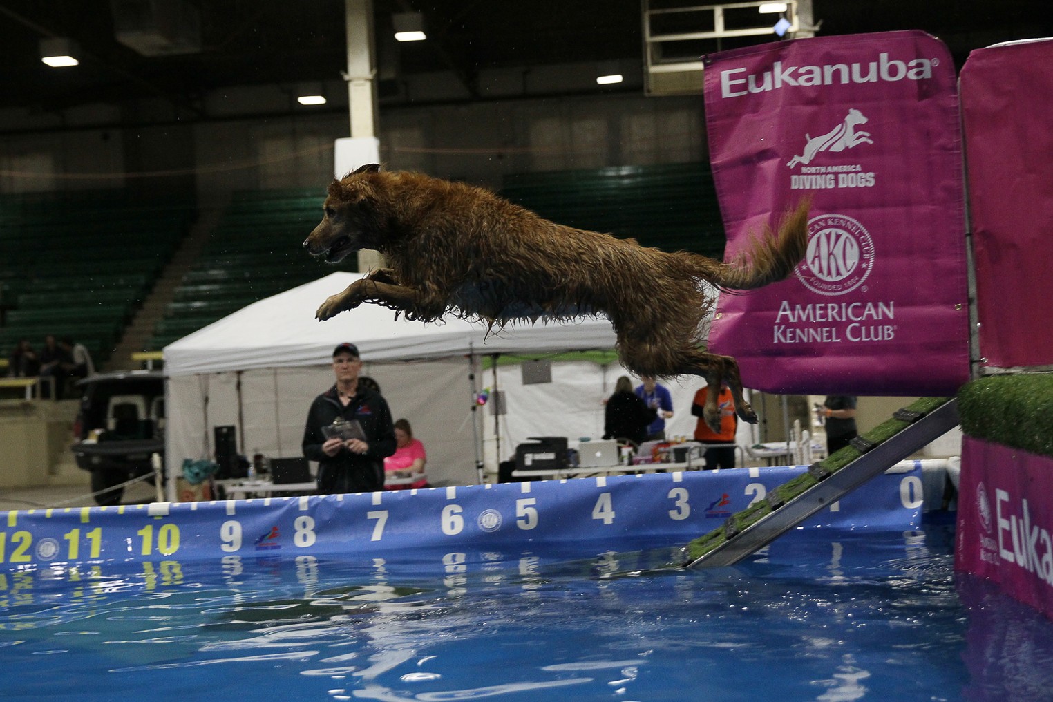 Look...Puppies! These Are the Dogs of the 115th Annual Colorado Dog