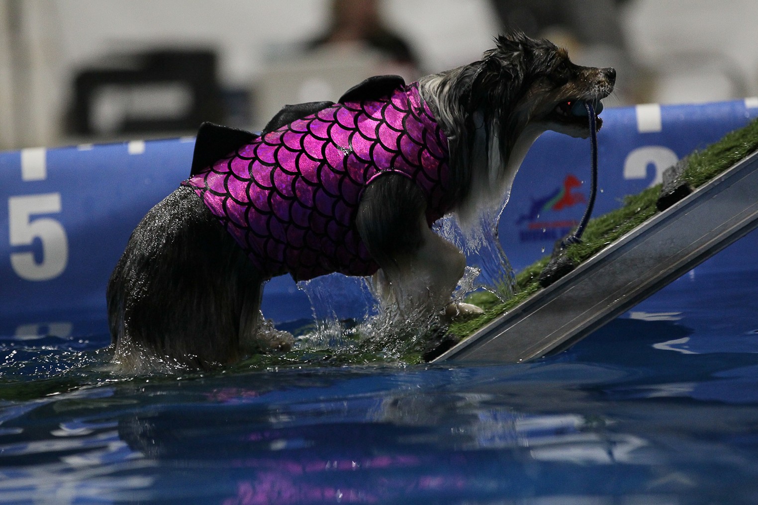 Look...Puppies! These Are the Dogs of the 115th Annual Colorado Dog