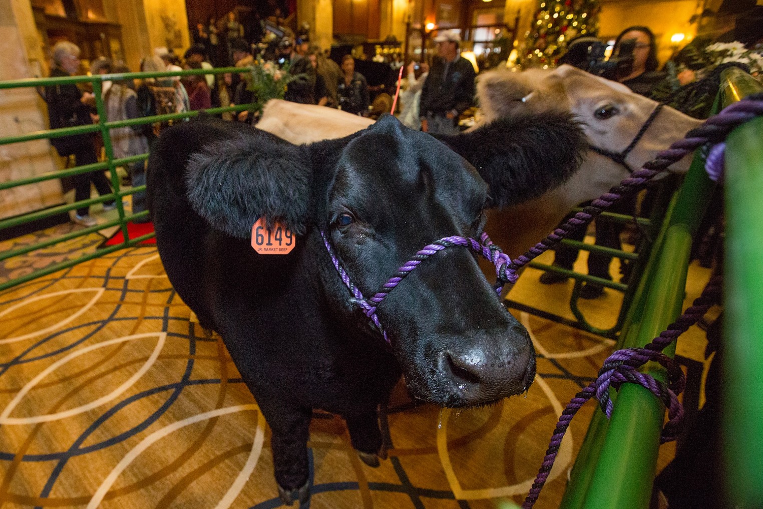 Brown Palace Hotel National Western Stock Show Winning Steers