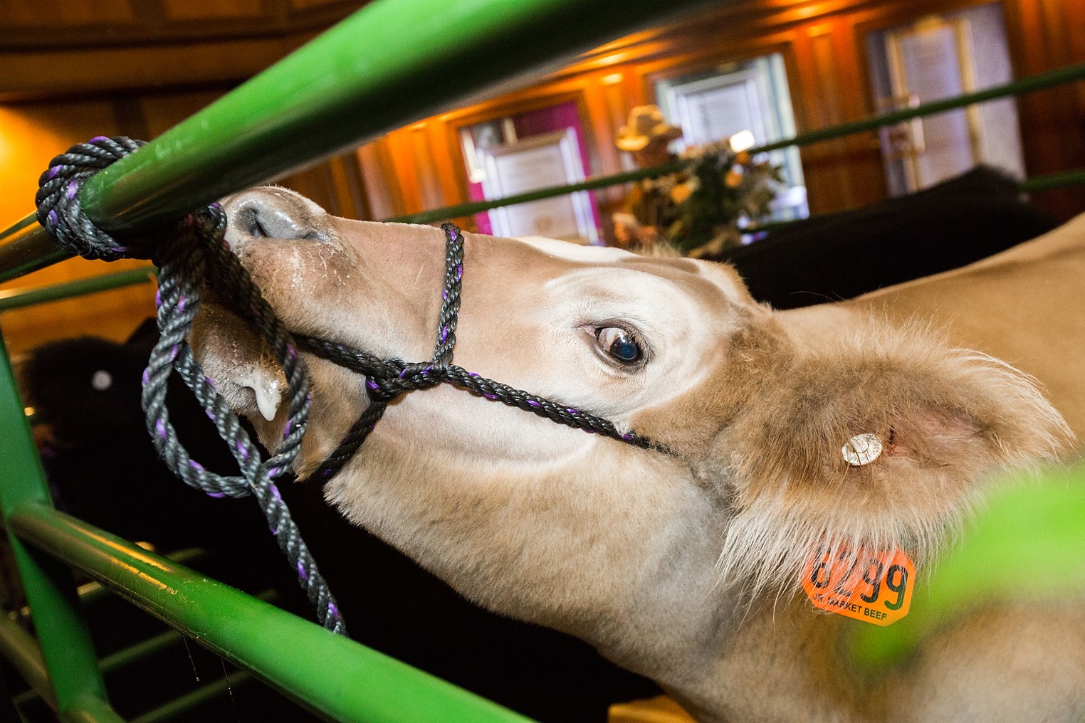 Brown Palace Hotel National Western Stock Show Winning Steers