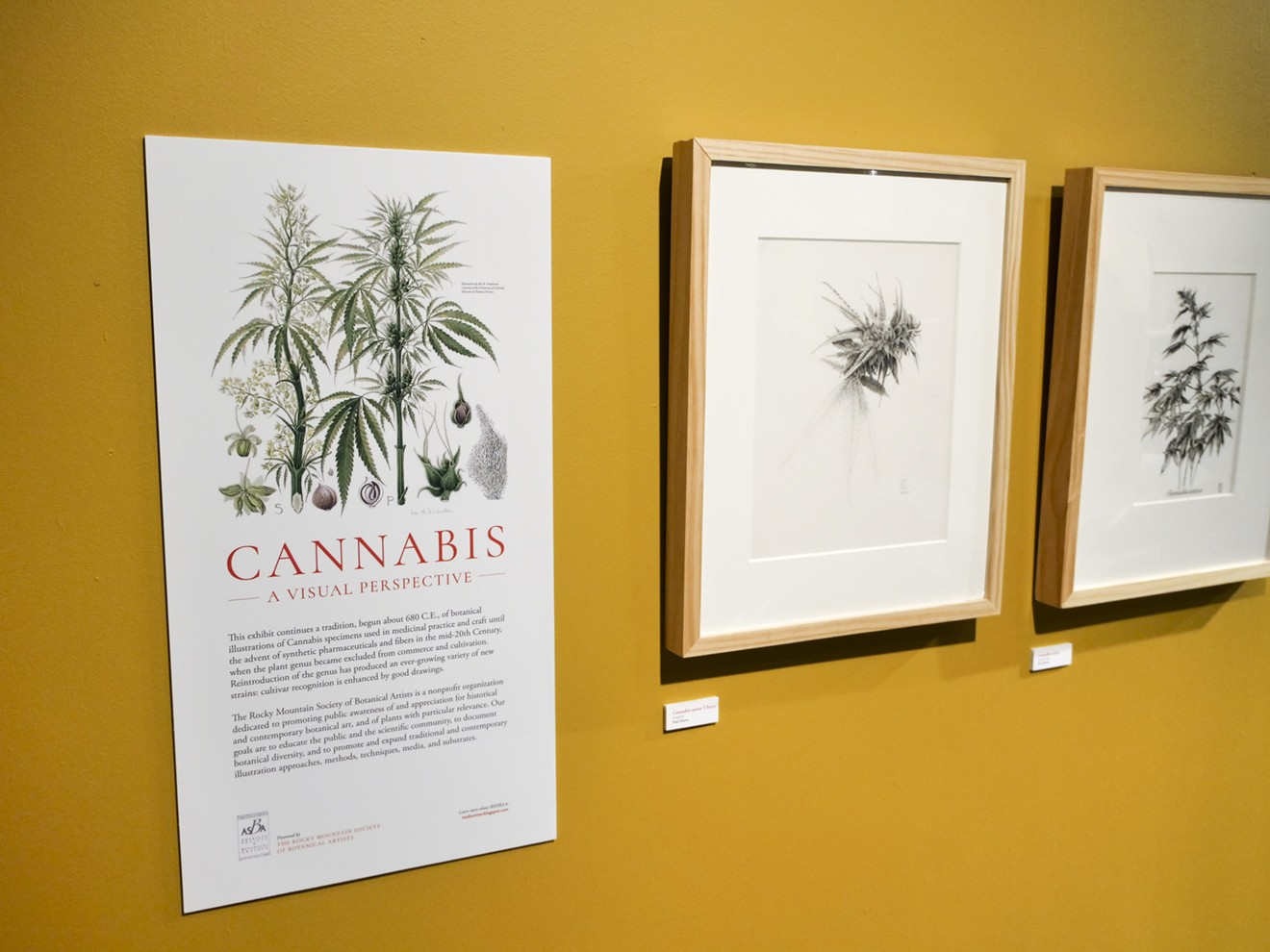 Cannabis: A Visual Perspective runs through May 20.