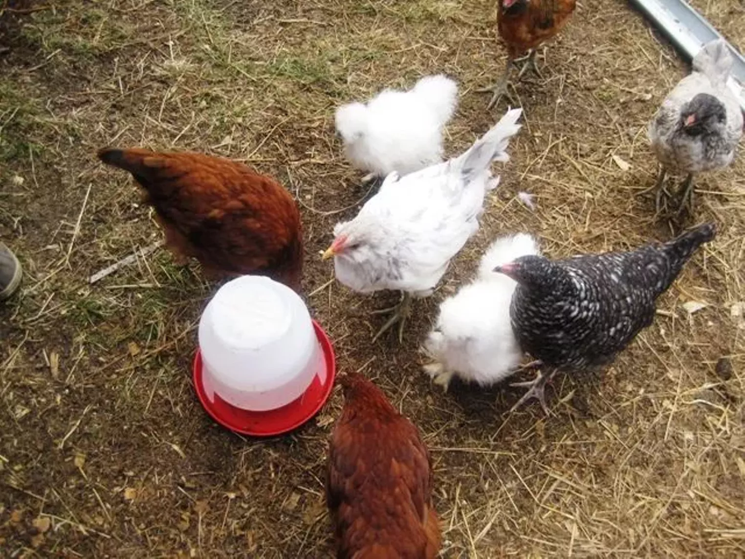 Up Close Fruition Farms Denver Denver Westword The Leading