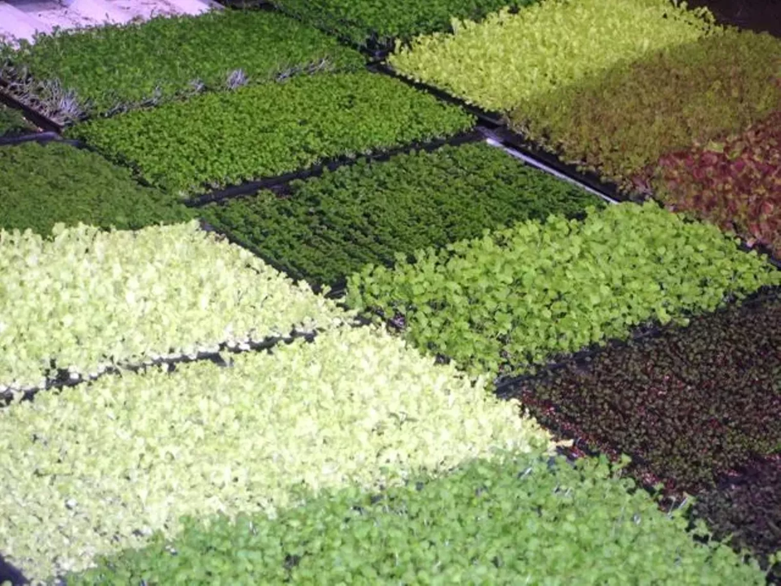 Up Close Fruition Farms Denver Denver Westword The Leading