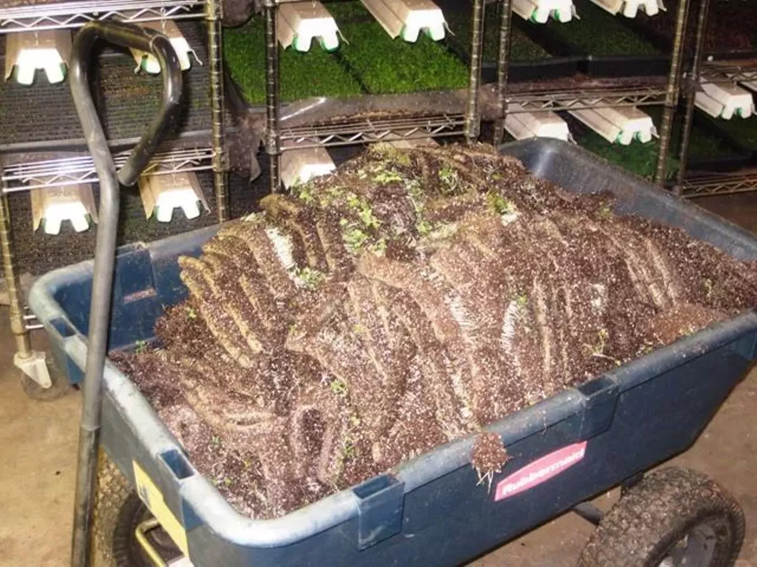 Up Close Fruition Farms Denver Denver Westword The Leading