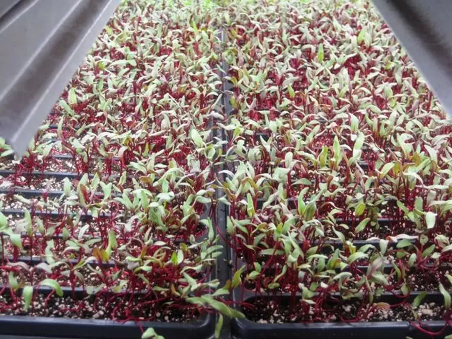 Up Close Fruition Farms Denver Denver Westword The Leading