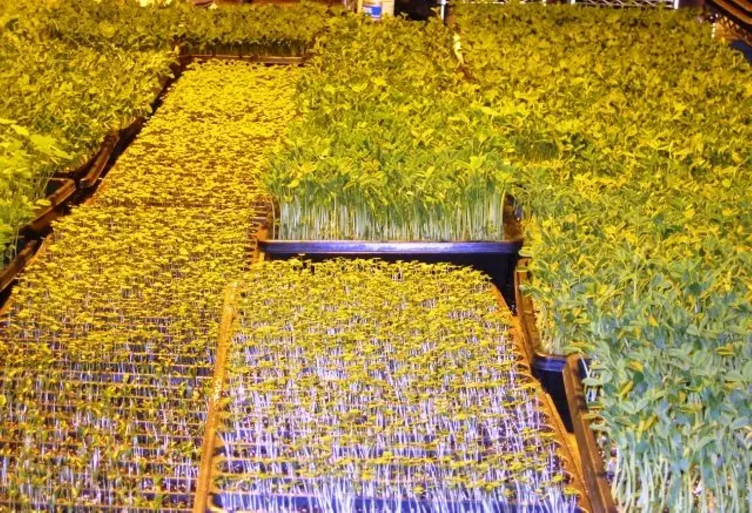 Up Close Fruition Farms Denver Denver Westword The Leading