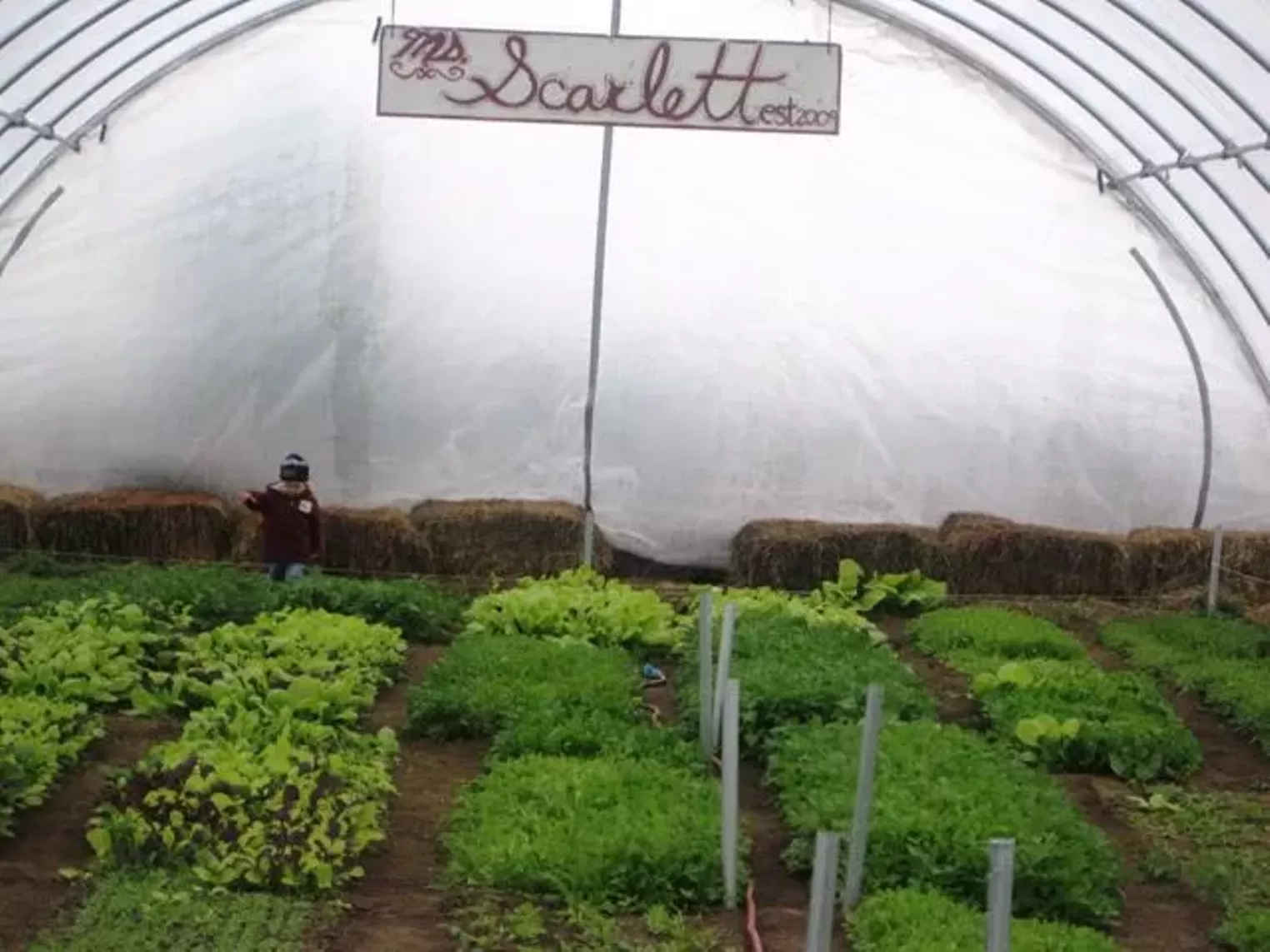 Up Close Fruition Farms Denver Denver Westword The Leading