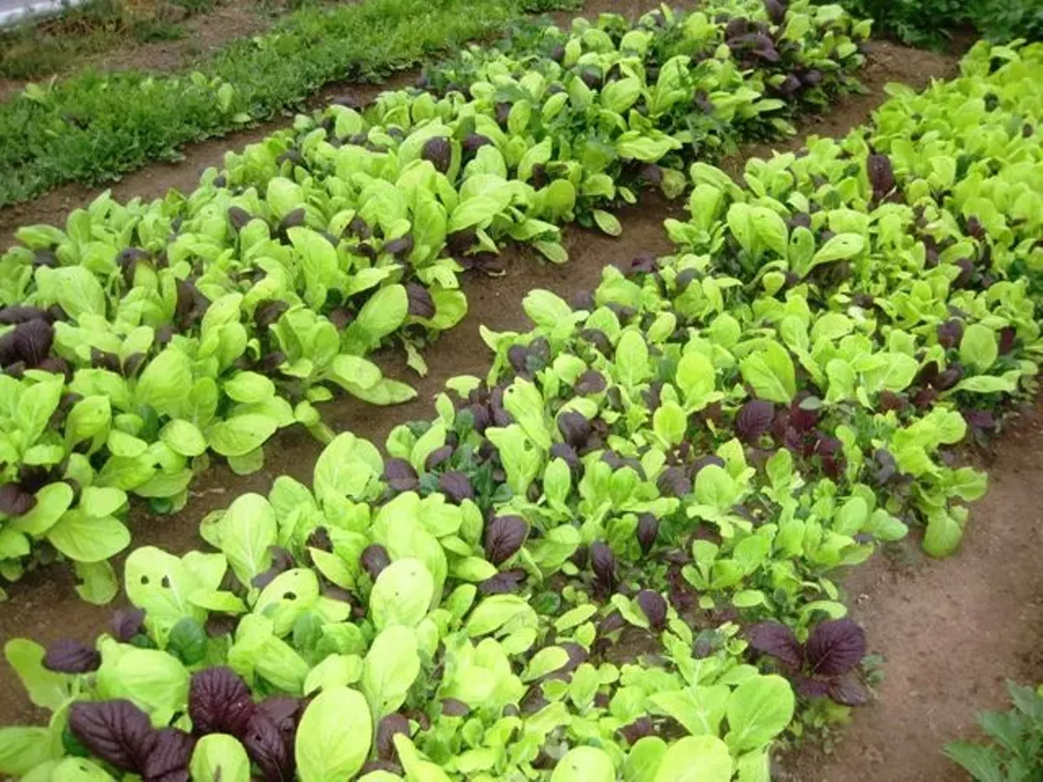 Up Close Fruition Farms Denver Denver Westword The Leading