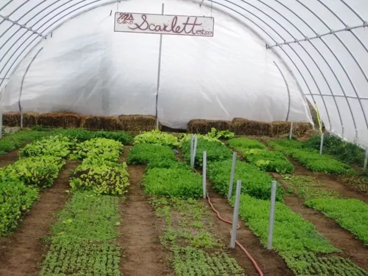 Up Close Fruition Farms Denver Denver Westword The Leading