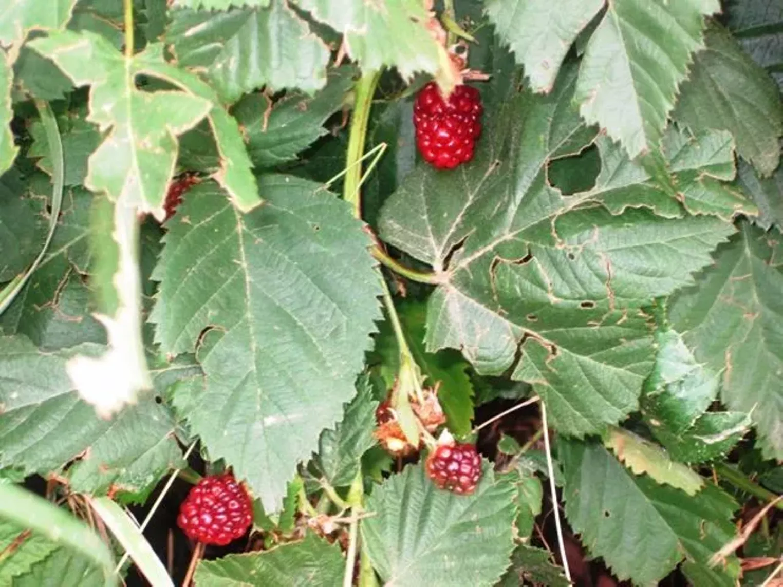 Up Close Fruition Farms Denver Denver Westword The Leading