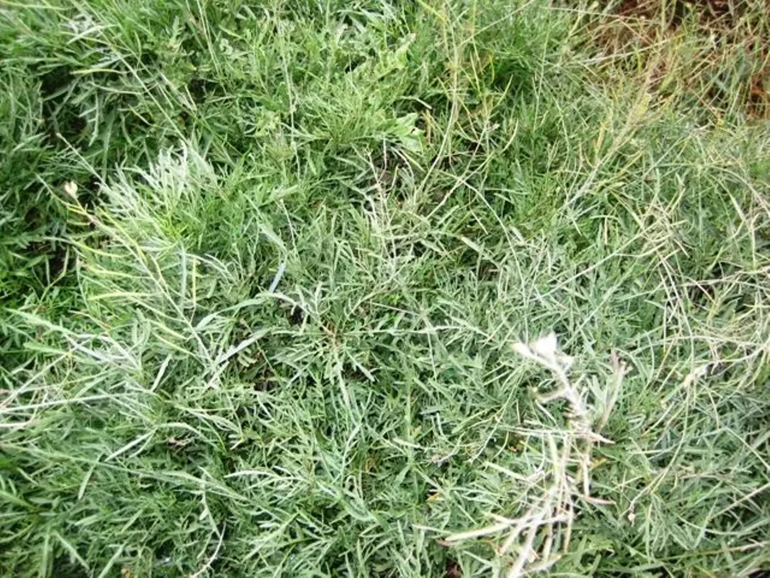 Up Close Fruition Farms Denver Denver Westword The Leading