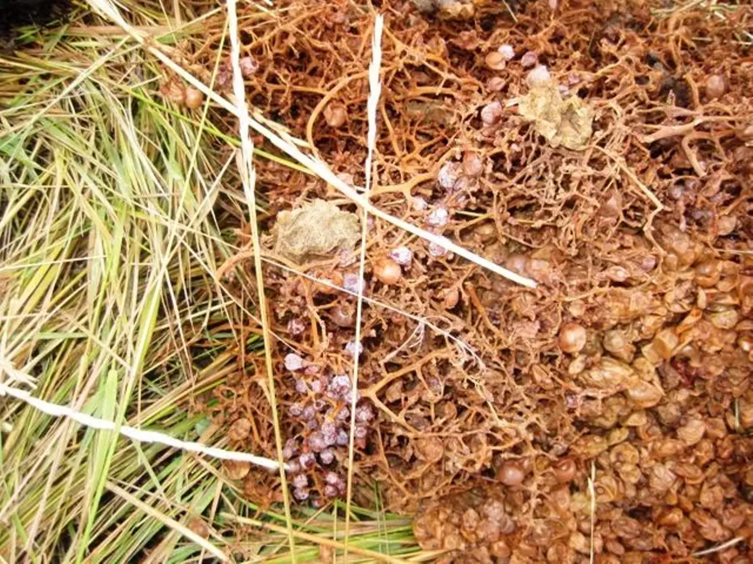 Up Close Fruition Farms Denver Denver Westword The Leading