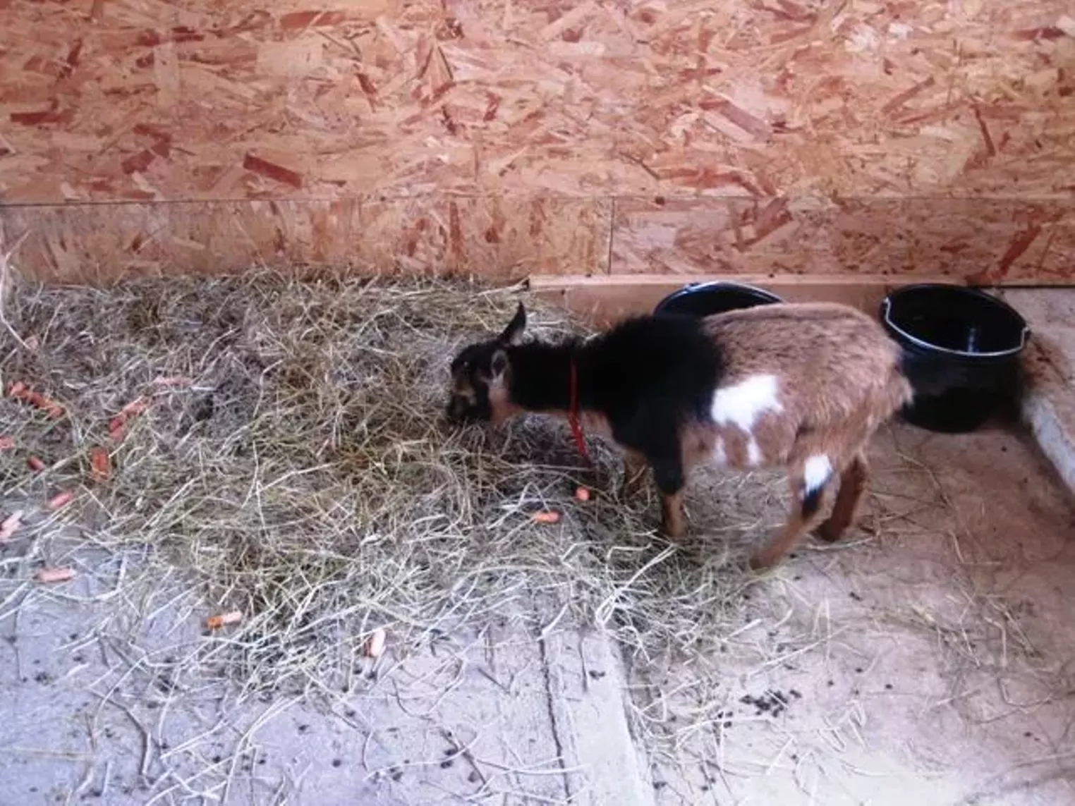 Up Close Fruition Farms Denver Denver Westword The Leading