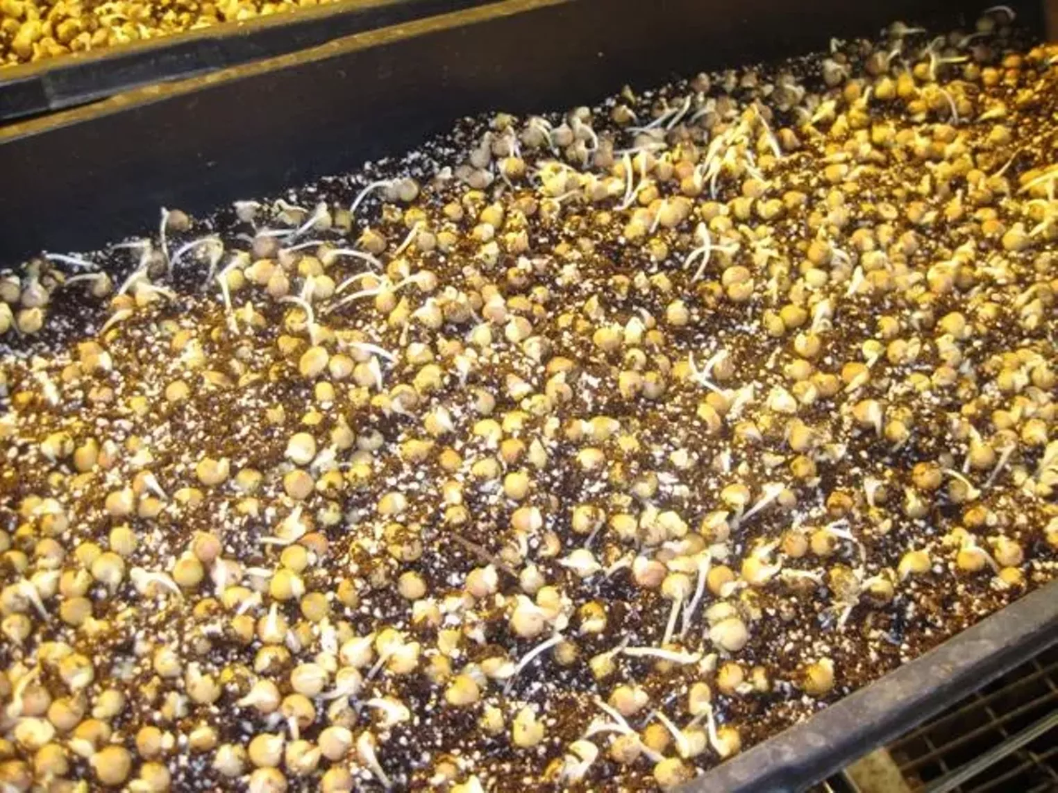 Up Close Fruition Farms Denver Denver Westword The Leading