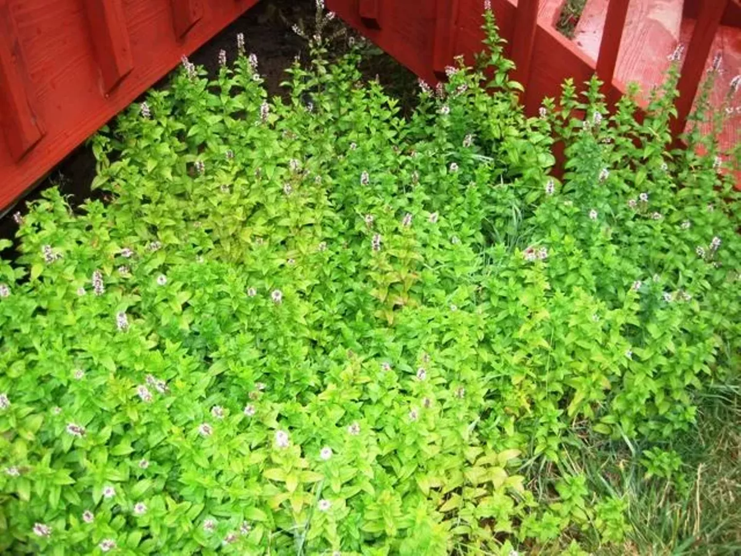 Up Close Fruition Farms Denver Denver Westword The Leading