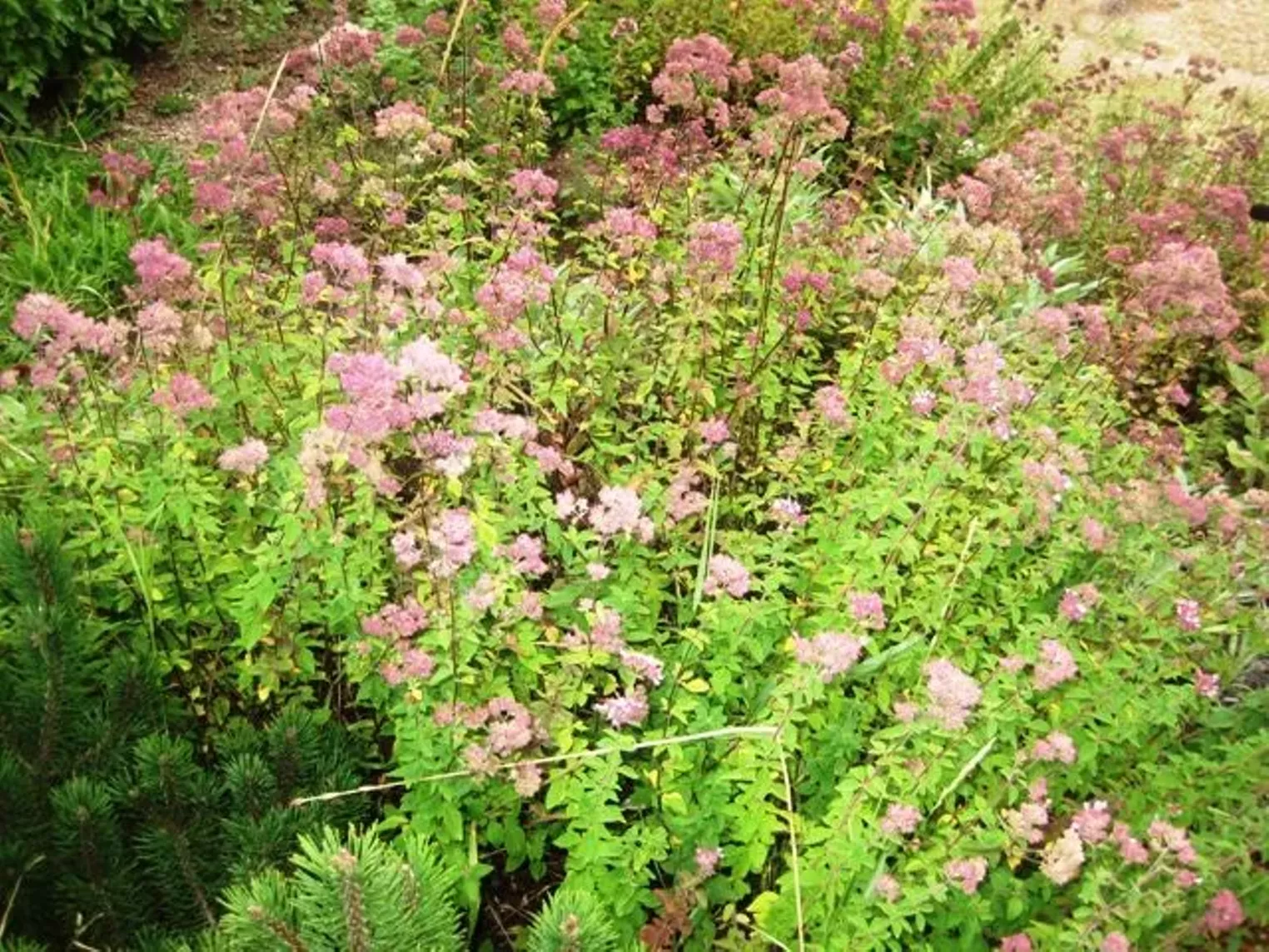 Up Close Fruition Farms Denver Denver Westword The Leading