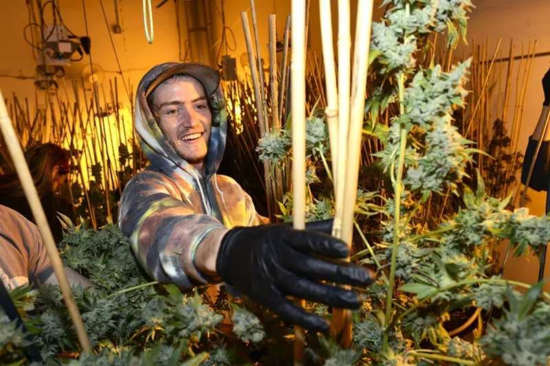 Image: Am employee for Veritas Cannabis in Denver handles flowering cannabis pants.