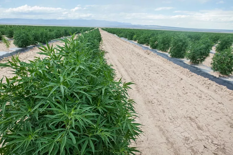 Image: A Westword photographer tours an industrial hemp farm in Pueblo.
