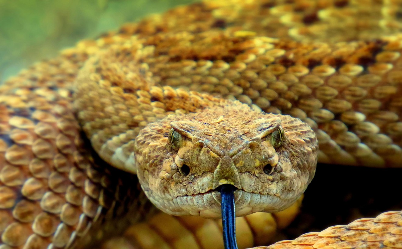 Video: Huge Colorado Snake Den Now Has Livessssstream