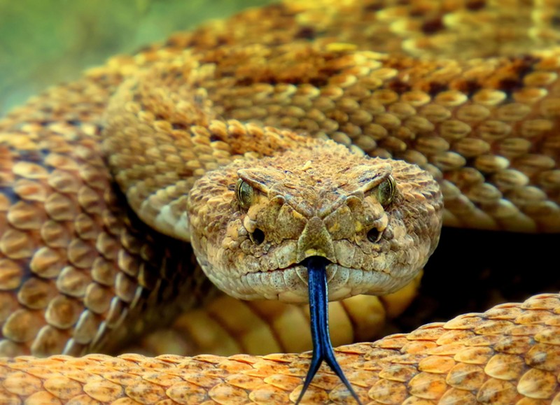 A snake rookery in northern Colorado is getting the reality TV treatment.