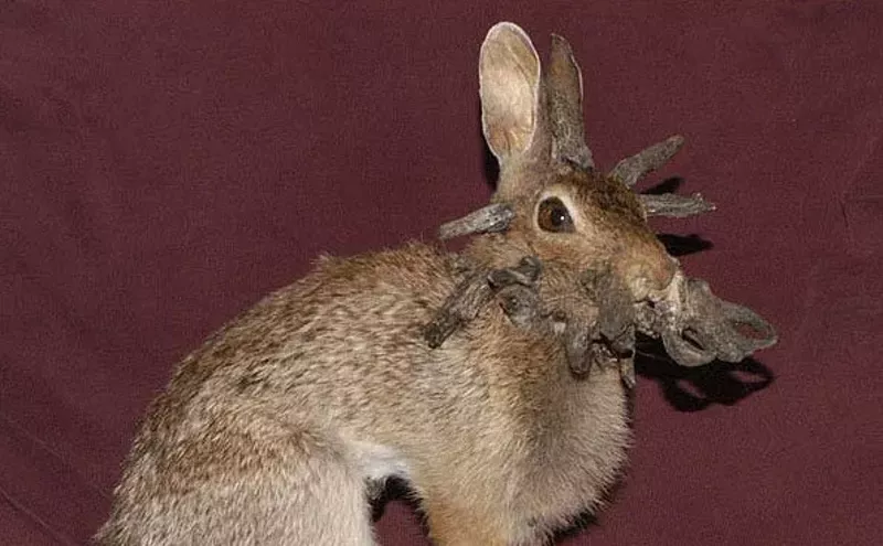 Image: What’s Up With Those Colorado Rabbits With Tentacles and Horns?